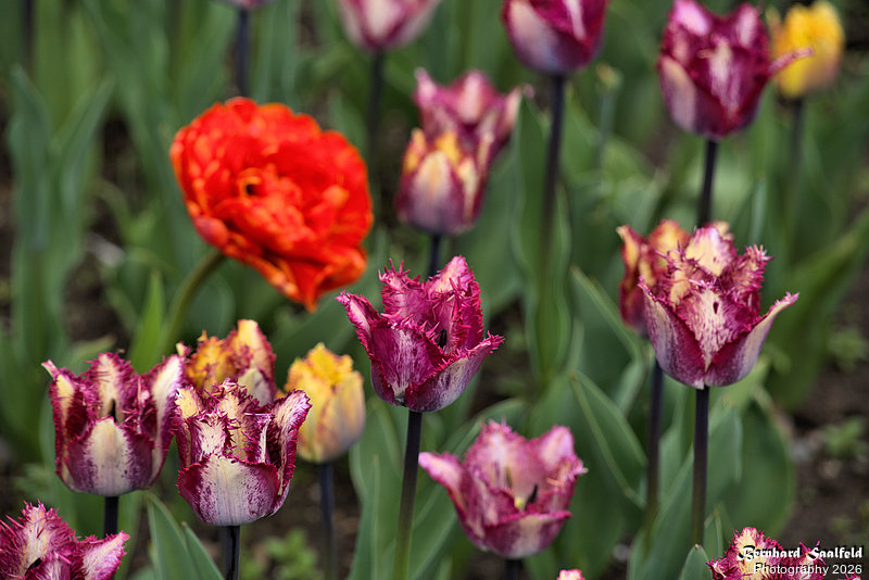 Bernhard Saalfeld - Tulpenpracht 2026 (7v9)